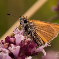 Clarise Joy Evangelista - фотограф