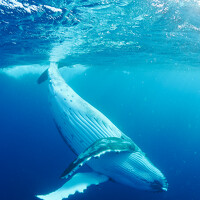 KOBAYASHI KIMIO - photographer