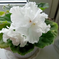 Ольга Сергеева - photographer