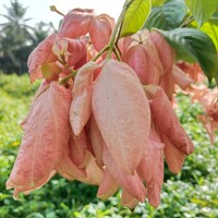 Varsha Gatti - photographer