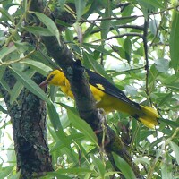 Егор Чинарев - photographer