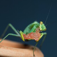 Щербак Анатолий - photographer