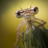 Nicolae Fanurie Chirobocea - photographer