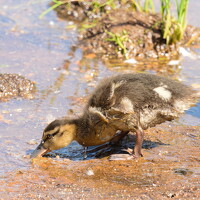 Ольга Якубова - photographer