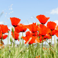 Awad hyaitek - photographer