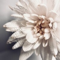Алена Алена - photographer