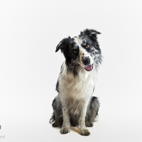 Tamás Horváth - photographer