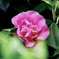 Dario Meroni - фотограф