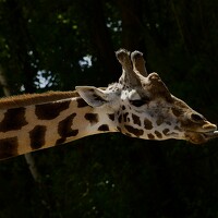 Alena T - фотограф