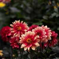 Ikuta Hidenori - photographer