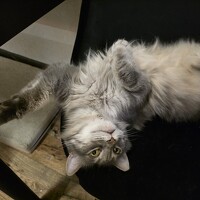 Танэ Шмидт - photographer