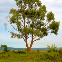 Татьяна Атисс - photographer