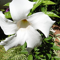 Nayanaththara Sapugoda - photographer