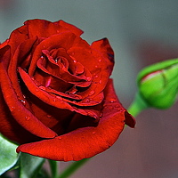 НАТАЛЬЯ РОДИНА - photographer