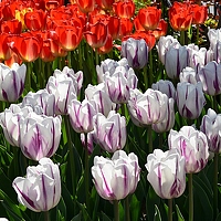 Александр Грищенко - photographer