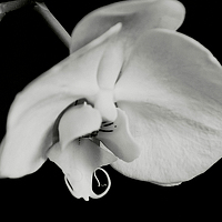 Мария Литомина - photographer