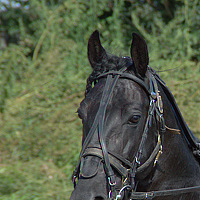 Неустроев Олег - photographer