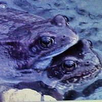 Ирина Степановна Азаренкова - photographer