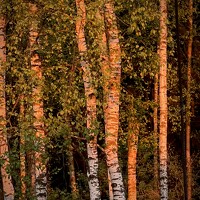 Наталья Королева - photographer