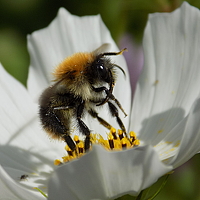 Валентина Смирнова - photographer