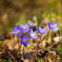 Silja Tamme - фотограф