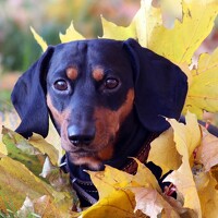 Юрий Петруняк - photographer