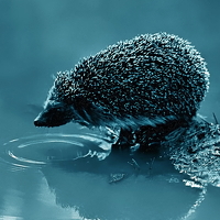 Александр Шохин - photographer