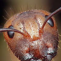 Rui Santos - photographer