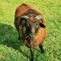 Vyacheslav Monoszon - photographer