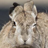 Владимир Цветов - photographer