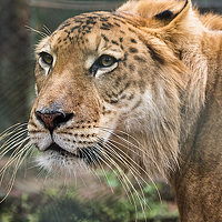 Александр Маркелов - photographer