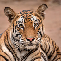 Ganesh Mandavkar - фотограф