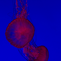 Sharon Sabharwal - photographer