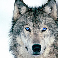 Go Andy - фотограф