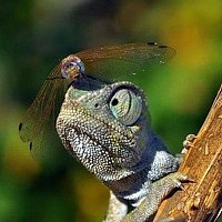 Татьяна Зверева - photographer