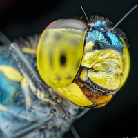 VOON YIAN KHIAM - photographer