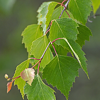 Anne-Mari Oksman - фотограф