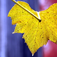 Luana Popa - photographer