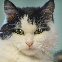 Алексей - photographer