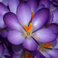 Татьяна - photographer