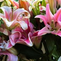 Айдын Мехтиев - photographer