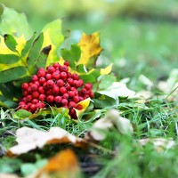 Julija Šommet - photographer