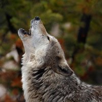 Алексей Крукович - photographer