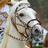 Carlos Tomasio - photographer