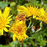 Антонина Завальнюк - photographer