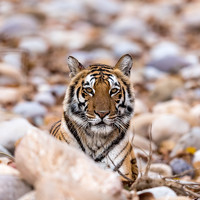 Vishwanath Mukunda - photographer