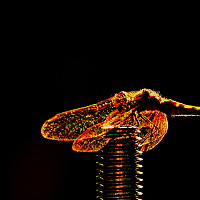 vladimir - photographer