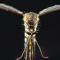 pradeep mohanty - фотограф