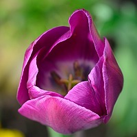 Louloua asgaraly - photographer