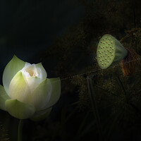 Le Nhat Quang - photographer